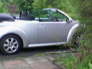 imagebeetle.jpg